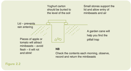 Trap description:  The yoghurt carton should be buried to the level of the soil. Small stones support the lid and allow entry of minibeasts and air. The lid prevents rain from entering. Pieces of apple or tomato will attract minibeasts. Avoid flesh, it will rot and stink! A garden cane will help you find the pitfall trap. Check the contents each morning, observe, record and return the minibeasts